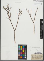 Foto von Salix purpurea L. x Salix repens L.